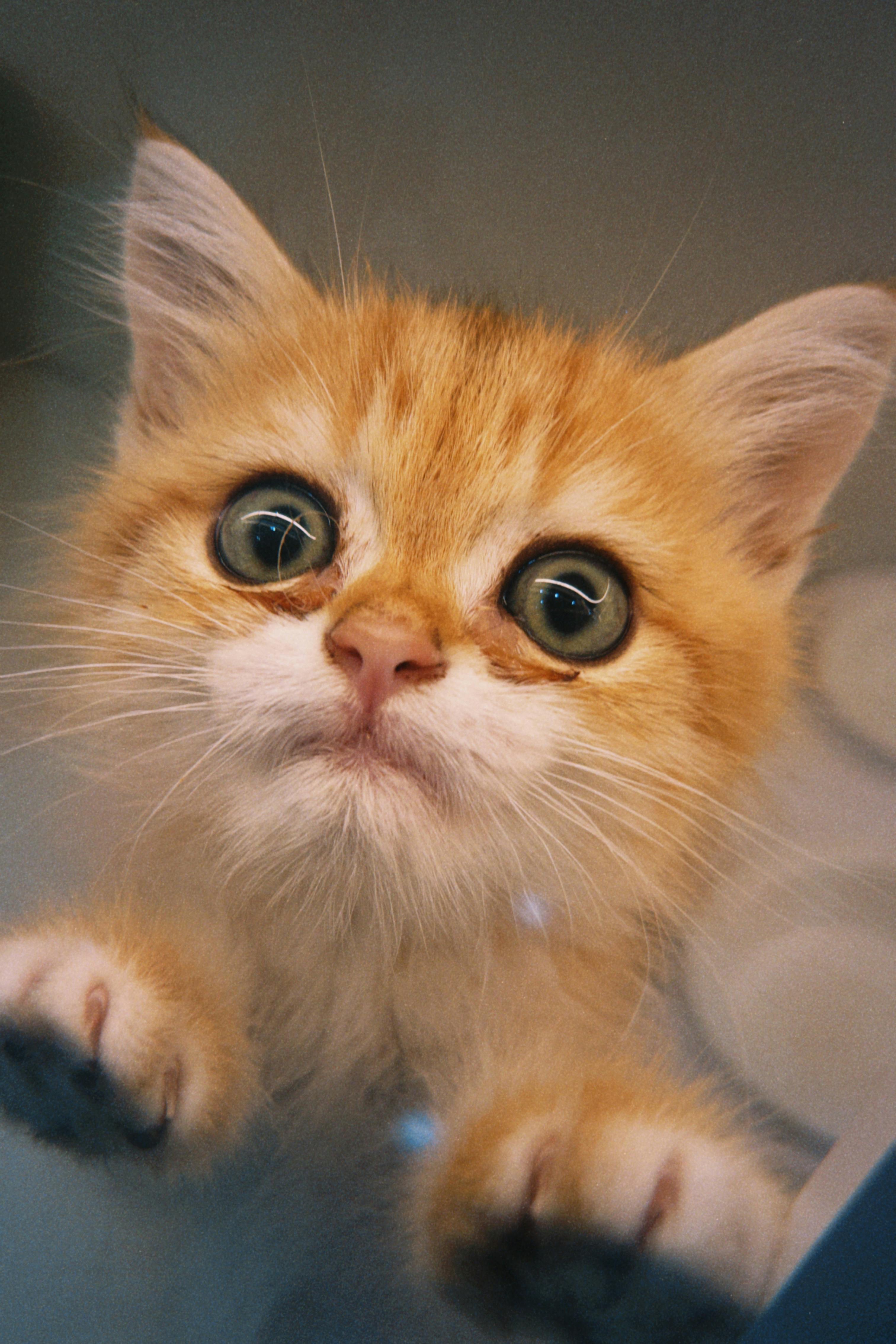 Gato cuqui